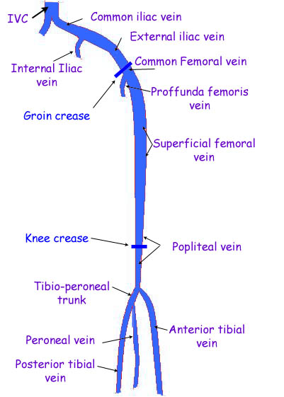 superficial femoral vein